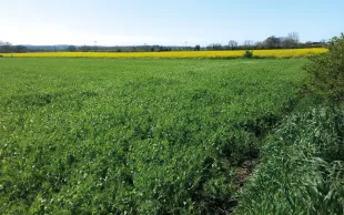 Un champ de pois protéagineux en fleur. Pour être compétitif avec les prix de vente actuels, le rendement du pois devrait augmenter de 7 à 10 q/ha.