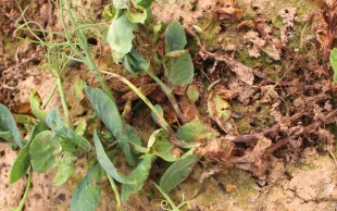 Symptômes sur pois d'hiver du complexe de maladies aériennes ascochytose + bactériose + Colletotrichum (2024).