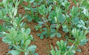 Plan rapproché sur des féveroles dont la floraison débute à peine. Variété à fleurs violacées.