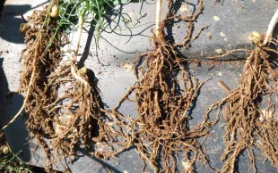 La qualité d’implantation est un gage de réussite pour avoir des nodosités fonctionnelles et une culture robuste. 