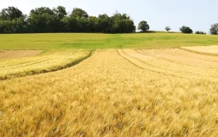 La dose totale d’azote apportée au blé dur dans le cadre du dispositif Syppre-Lauraguais est plus faible que dans le système témoin, pour des rendements supérieurs de +13 % en moyenne sur trois ans.