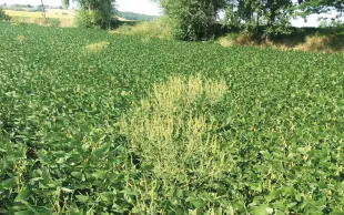 Une ambroisie à feuilles d’armoise adulte en cours de floraison dans un champ de soja.tice dicotylédone de haute taille nuisible pour les cultures de printemps et d’été.