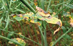 En 2024, des symptômes spectaculaires de défoliation précoce due à Mycosphaerella brassicicola ont été observés dans certaines parcelles de colza du Poitou-Charentes.