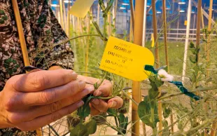 Fécondation manuelle d'un plant de pois protéagineux, pour croiser des lignées.