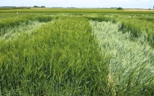 Le choix variétal est le premier levier de gestion du risque de verse.