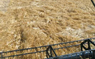 Outre l’incidence sur le rendement et la qualité, la verse ralenti le rythme de la moisson. 