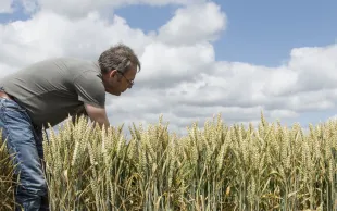 note commune INRAE / ANSES / ARVALIS 2025