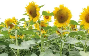 Parcelle de tournesols en fleurs.