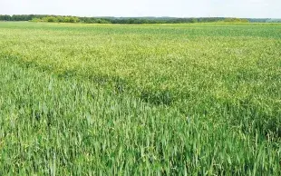 Malgré une forte pression des graminées adventices (à droite), combiner les leviers permet de diminuer l’infestation (à gauche).