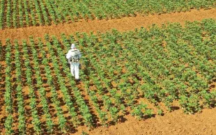 Vue aérienne d'une parcelle d'essai en tournesol subissant une carence en bord.