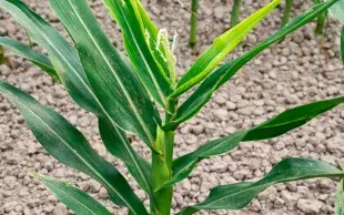 Symptômes de nanisme rugueux sur un pied de maïs (stade "10 feuilles")
