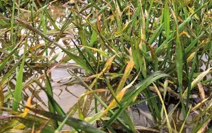 Les années de « pires récoltes » (-10 % par rapport à l’évolution moyenne des rendements) ont toutes été marquées par des conditions climatiques défavorables au blé : 2003 (sécheresse et canicule), 2007, 2016 et 2024 (hiver trop doux, printemps trop humide et ensoleillement insuffisant).