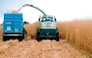 Tirée principalement par des collectivités séduites par l’itinéraire bas-intrants de la culture, la filière miscanthus se développe. 