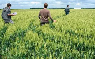 Diminuer la dose totale d’engrais est souvent possible sans perte de rendement avec un pilotage plus précis de la fertilisation des cultures combiné à une amélioration de la fertilité des sols.