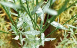 Un feutrage blanc recouvre des feuilles de lin, caractéristique de l’oïdium.