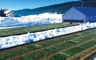 Dispositif d'évaluation de la résistance au froid des variétés de céréales à paille à Chaux-des-Près (Jura).