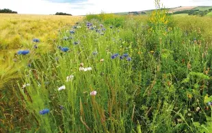 Les bandes fleuries offrent le gîte et le couvert aux insectes qui fournissent des services écosystémiques afin de faciliter le contrôle des insectes. 