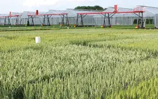 Parcelles d'essais de variétés de blé. Serres mobiles à l'arrière-plan.