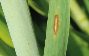 Tache précoce de rhynchosporiose sur orge.