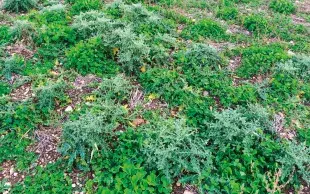 Des chardons dans un couvert de légumineuses en bio