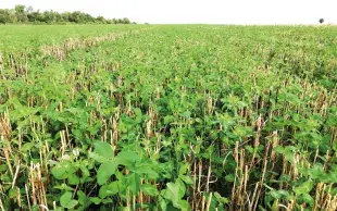 Couvert de trèfles blanc et violet semé dans du blé dont seules restent les pailles