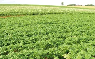 Parcelles de pomme de terre, de variétés différentes.