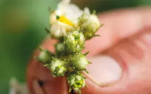 La pression des pucerons a été particulièrement forte en 2025, ce qui a permis de bien discriminer les solutions insecticides testées.