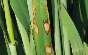 Symptômes de rhynchosporiose sur orge (taches irrégulières au centre blanchi et au pourtour brun foncé).