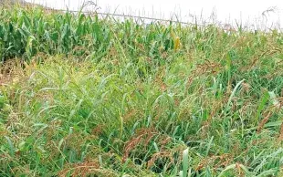 Dans la parcelle témoin non traitée , le soja est infesté de graminées adventices estivales : la pression est de 700 panics pied-de-coq/m² !