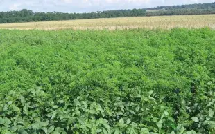 En l’absence de contrôle adéquat, une forte pression de panic pied de-coq peut compromettre les chantiers de récolte.