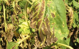 Nécroses sur feuille de tournesol cantonnées à l’espace entre les nervures, typique d'une attaque de Verticillium dahliae.
