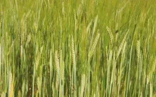 Orges de printemps conduits en bio, épis verts.