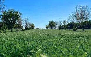 Agroforesterie : quels effets des arbres sur la fertilité des sols ?