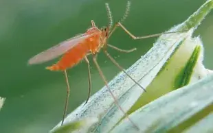 Les cécidomyies orange peuvent provoquer des baisses de rendement jusqu’à 30 %.