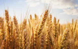 Depuis de nombreuses années, des plans de surveillance ont été mis en place pour vérifier que les récoltes de blé tendre, blé dur et pomme de terre ne dépassent pas les limites maximales réglementaires en cadmium.