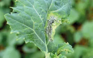 Les pertes de rendement peuvent atteindre, dans les cas les plus sévères, 5 à 10 q/ha. 