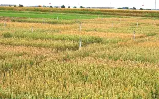 Parcelles d'essais en blé tendre, dédiées à l'évaluation de la résistance à l'accumulation de mycotoxine, avec brumisateurs.