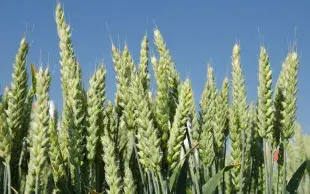 blés hybrides français sans agent chimique d'hybridation