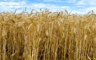 Le tableau des caractéristiques des variétés permet de comparer la centaine de blés tendres inscrite au Catalogue.