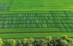Vue aérienne de parcelles d'essais "Variétés de blé tendre".