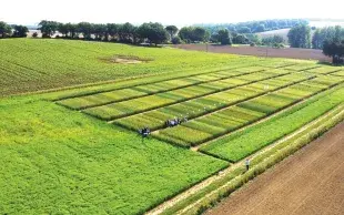 Parcelles d'essais "Variétés de blé tendre pour le bio" dans le réseau Expébio vues par drone.