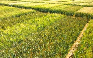 Projet B-SWheat. Variétés de blé dur et tendre.