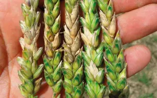 Portions d'épis de blé de couleur rose orangée, symptômes d'une fusariose de l'épi.