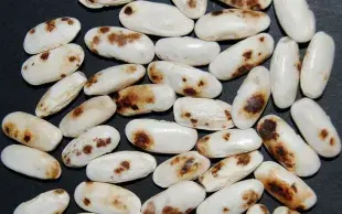 Symptômes d’anthracnose sur graines de Faba asturiana, variété traditionnelle de haricot blanc cultivée dans le nord de l’Espagne. 