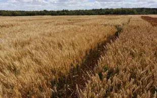 Parcelle d'essais évaluant des variétés de blés améliorants et de force (BAF)