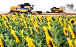 En 2026, le tournesol s’impose dans de nombreux assolements au détriment du maïs.