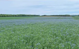 Le projet METALLIN vise à mieux comprendre l’origine des contaminants métalliques comme le plomb ou le cadmium dans les graines de lin oléagineux produites en France. 