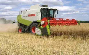 L’ajout d’extensions de coupe ainsi que les efforts en sélection variétale pour limiter l’égrenage ont considérablement réduit les pertes lors de la récolte du colza. Pour autant, le bon réglage des engins ne doit pas être négligé.  