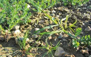Dans une parcelle à problématique graminées, une gestion dans la rotation est primordiale. Pour complémenter les antigraminées foliaires, l’application de Colzamid en prélevée peut permettre de diminuer les niveaux d’infestation, surtout en vulpin.