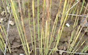 Tiges de lin fibre attaquées par Verticillium dahliae, responsable de la verticilliose en lin